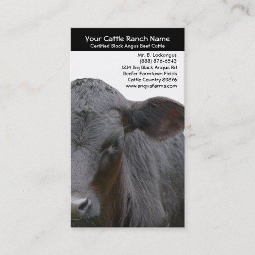 Customizable Angus Cow Closeup Photo for Farmers Business Card Template
