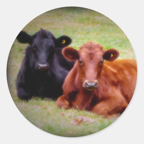 Angus Love _ Pair of Cattle Side by Side Classic Round Sticker