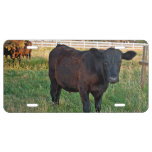 Angus steer in green fields license plate