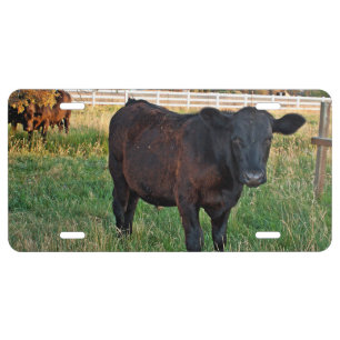 Angus steer in green fields license plate