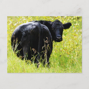 Angus Steer in Tall Yellow Grass Postcard