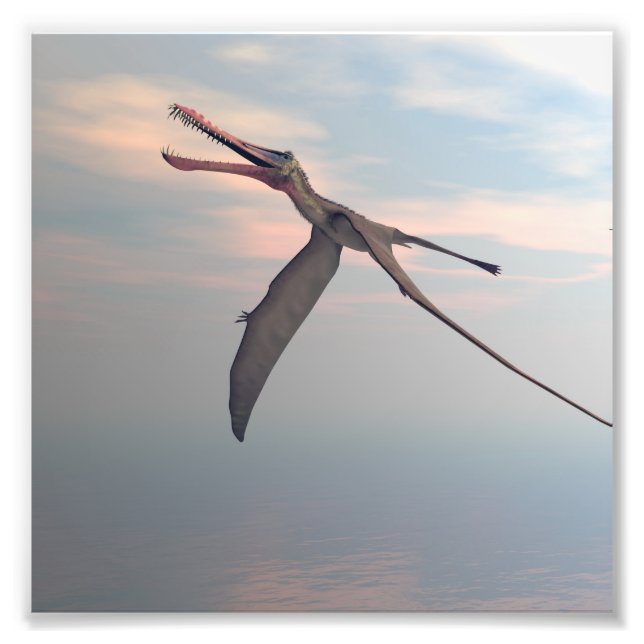 Anhanguera prehistoric bird photo print (Front)