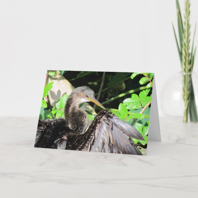 Anhinga (2864) Greeting Card (Front)