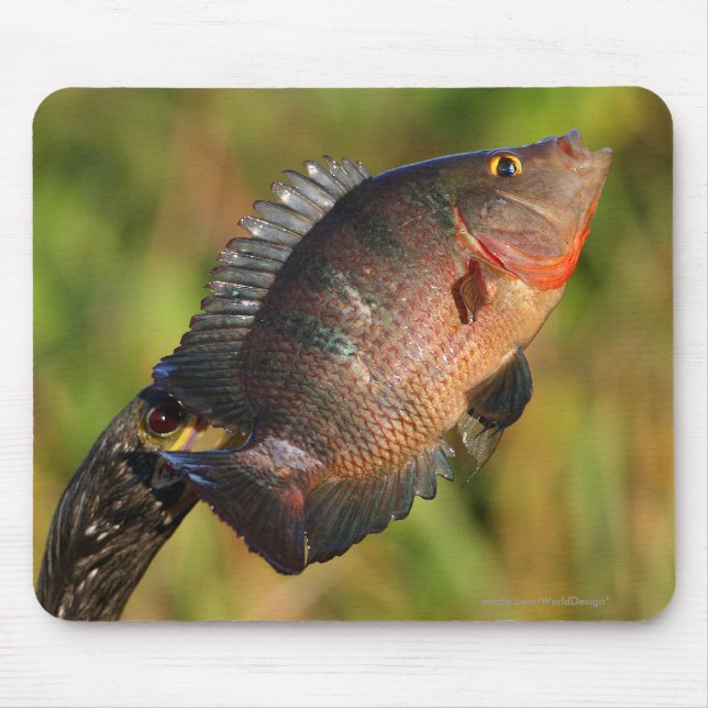Anhinga and Fish Mouse Pad (Front)