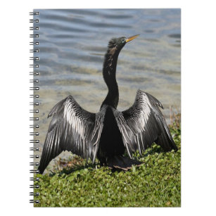 Anhinga Bird Notebook