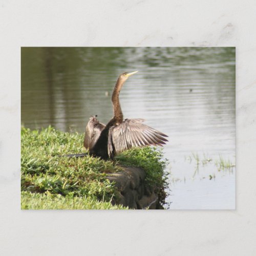 Anhinga Bird Postcard