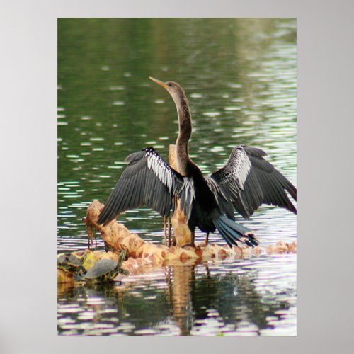 Anhinga Drying His Feathers Photo Poster