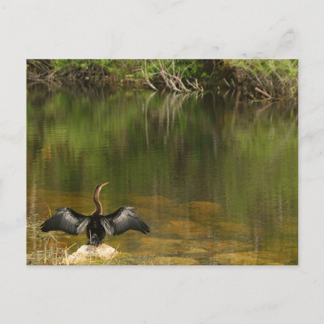 Anhinga in the Everglades - Business Card (Front)