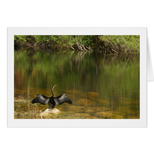 Anhinga in the Everglades _ Business Card