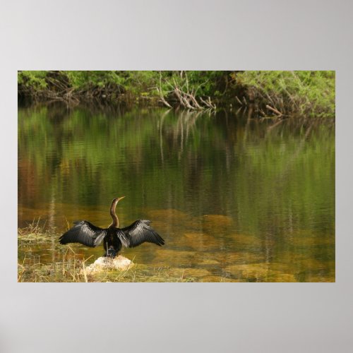 Anhinga in the Everglades Poster