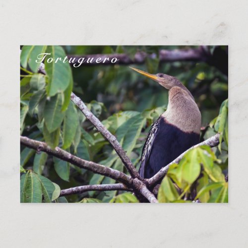 Anhinga in Tortuguero National Park _ Costa Rica Postcard