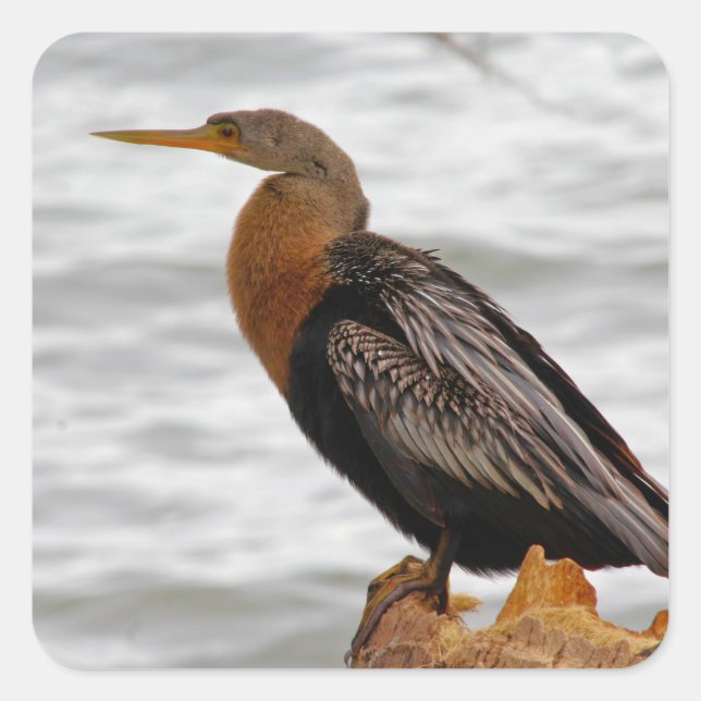 Anhinga On The Lookout Square Sticker (Front)