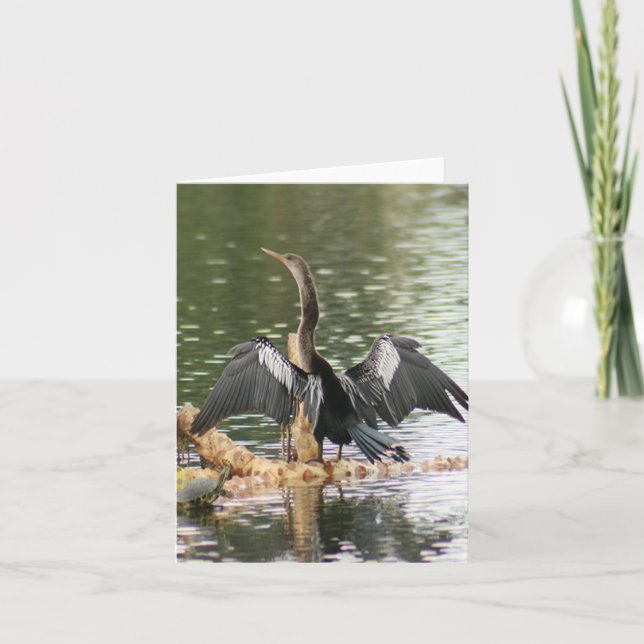 Anhinga Photo Folded Note Card (Front)