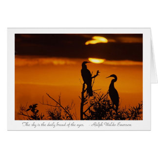 Anhingas at Sunrise Cards