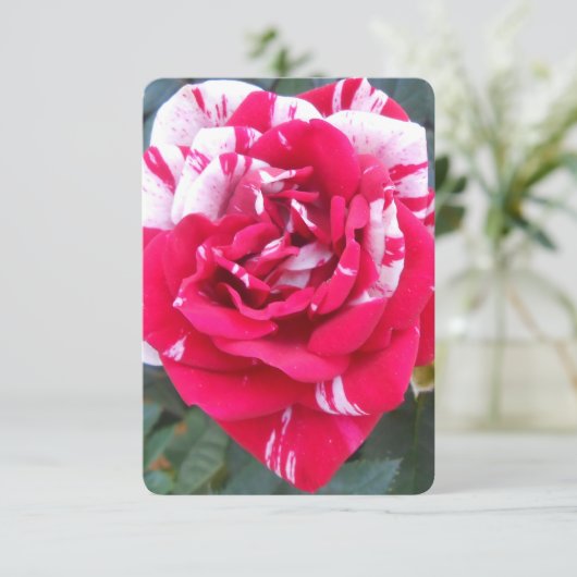 Anicia (Standing Front)