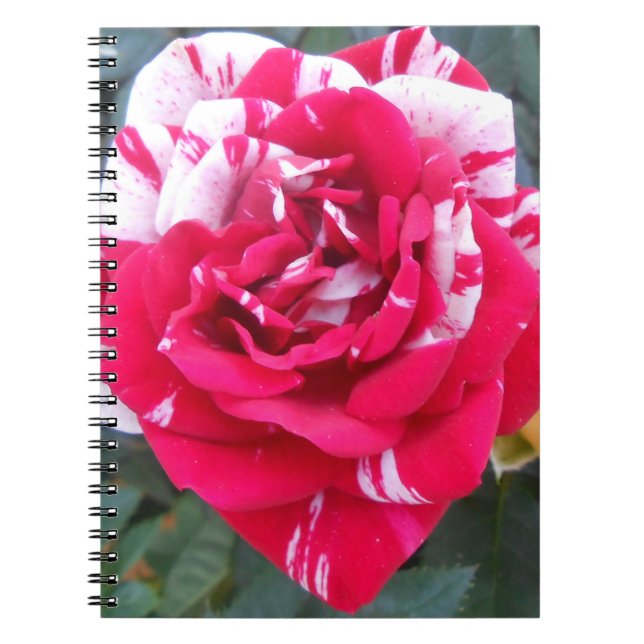 Anicia Notebook (Front)