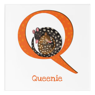 Animal ABC Q is for quoll acrylic print