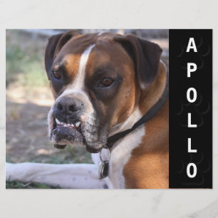 Animal Actors Comp Card Headshot Flyer