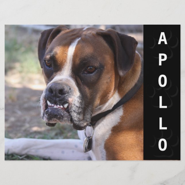 Animal Actors Comp Card Headshot Flyer (Front)