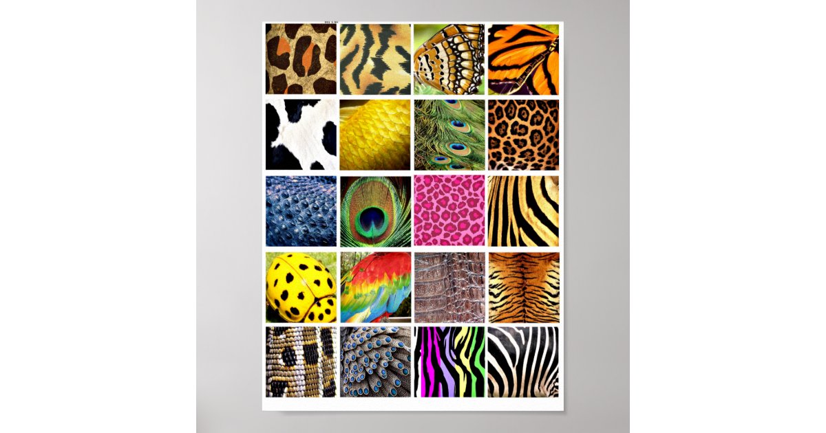 Animal and Insect Skin Wing wildlife Patterns Poster | Zazzle