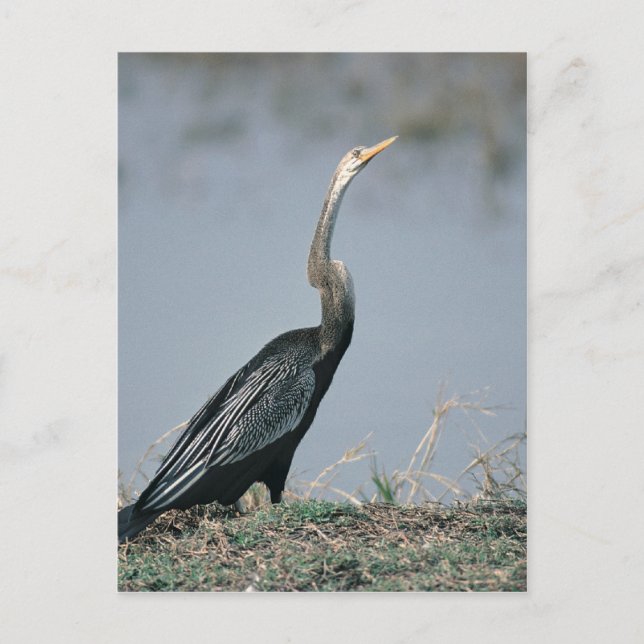 Animal-Anhinga Postcard (Front)
