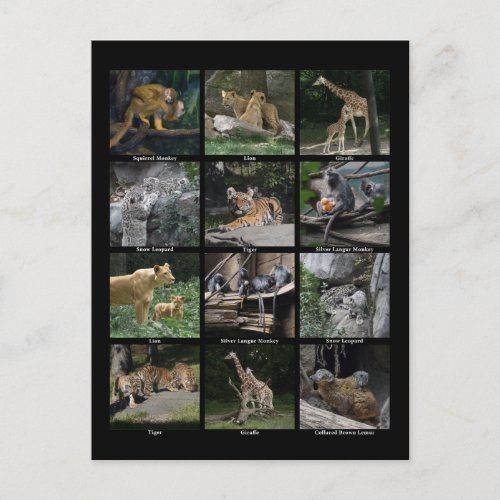 Animal Baby Collage Post Card