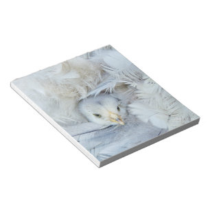 animal, baby, feathers, cute, fluffy, sweet, gray, notepad