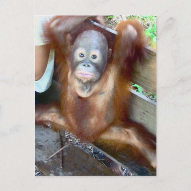 Animal Baby Potty Accident Postcard (Front)