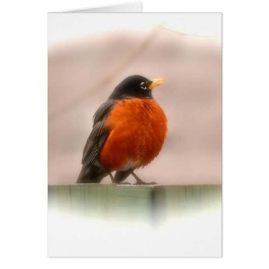 Animal Bird American Robin Cards (Front)
