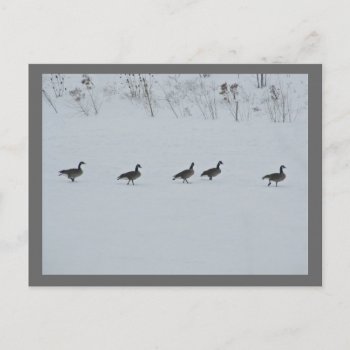 Animal Bird Canada Geese 1 Postcard by 16creative at Zazzle