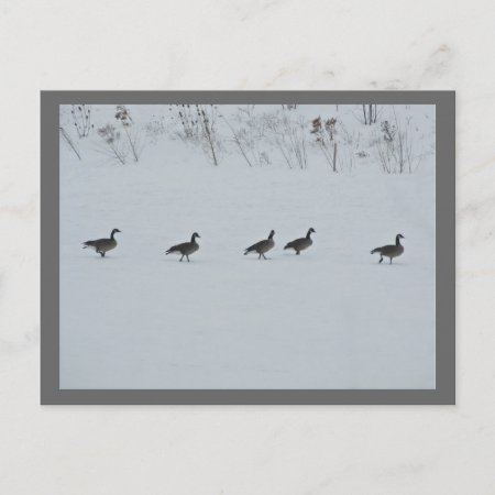 Animal Bird Canada Geese 1 Postcard