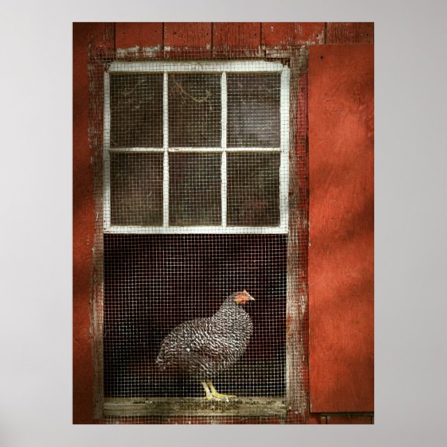 Animal - Bird - Chicken in a window Poster (Front)