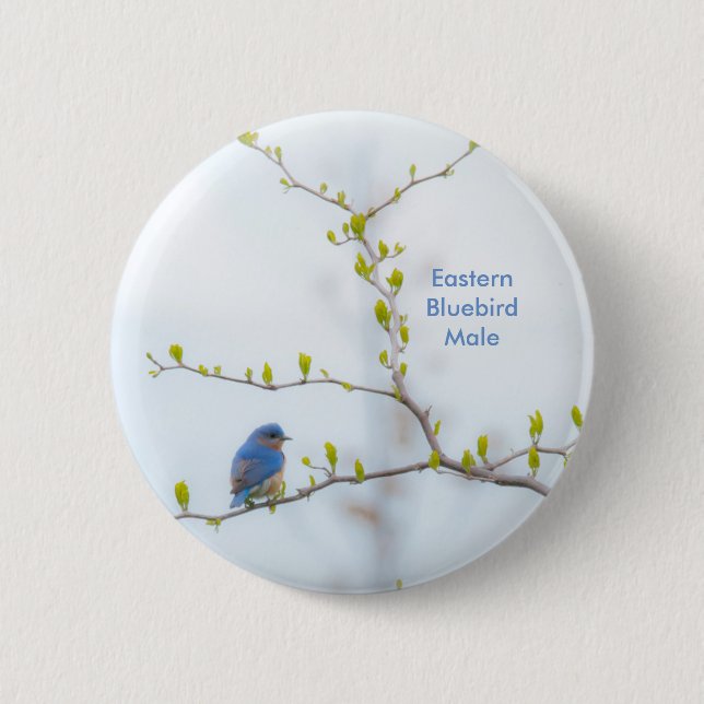Animal Bird Eastern Bluebird Button (Front)