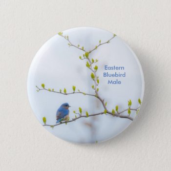 Animal Bird Eastern Bluebird Button by 16creative at Zazzle