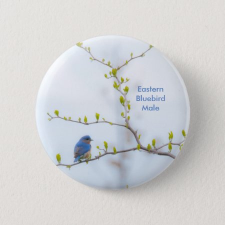 Animal Bird Eastern Bluebird Button