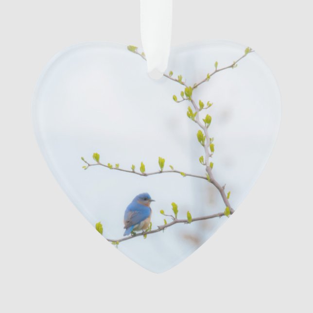 Animal Bird Eastern Bluebird Ornament (Front)