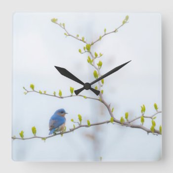 Animal Bird Eastern Bluebird Square Wall Clock by 16creative at Zazzle
