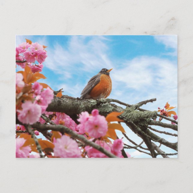 Animal - Bird - First robin of spring Postcard (Front)