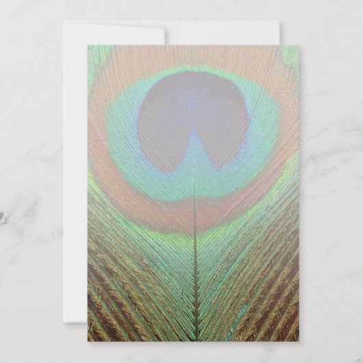 Animal - Bird - Peacock Feather (Front)