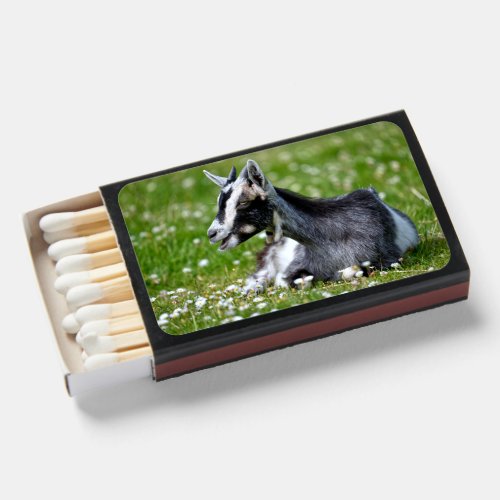 Animal Black and white goat lying on grass Matchboxes