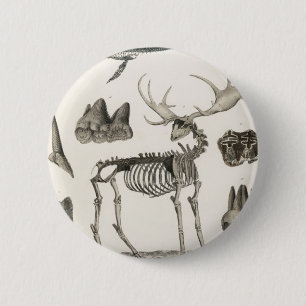 animal, bones, structure, skeleton, bone, anatomy, button