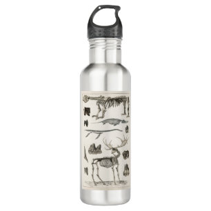 animal, bones, structure, skeleton, bone, anatomy, stainless steel water bottle