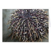 Animal cards, Sea Urchin (Front Horizontal)