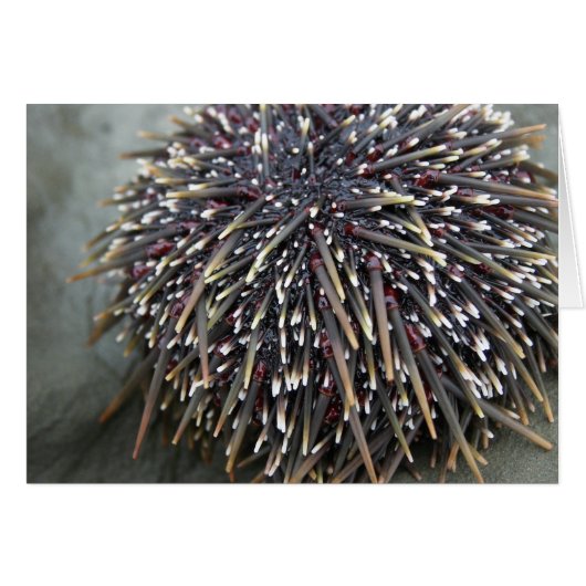Animal cards, Sea Urchin (Front Horizontal)