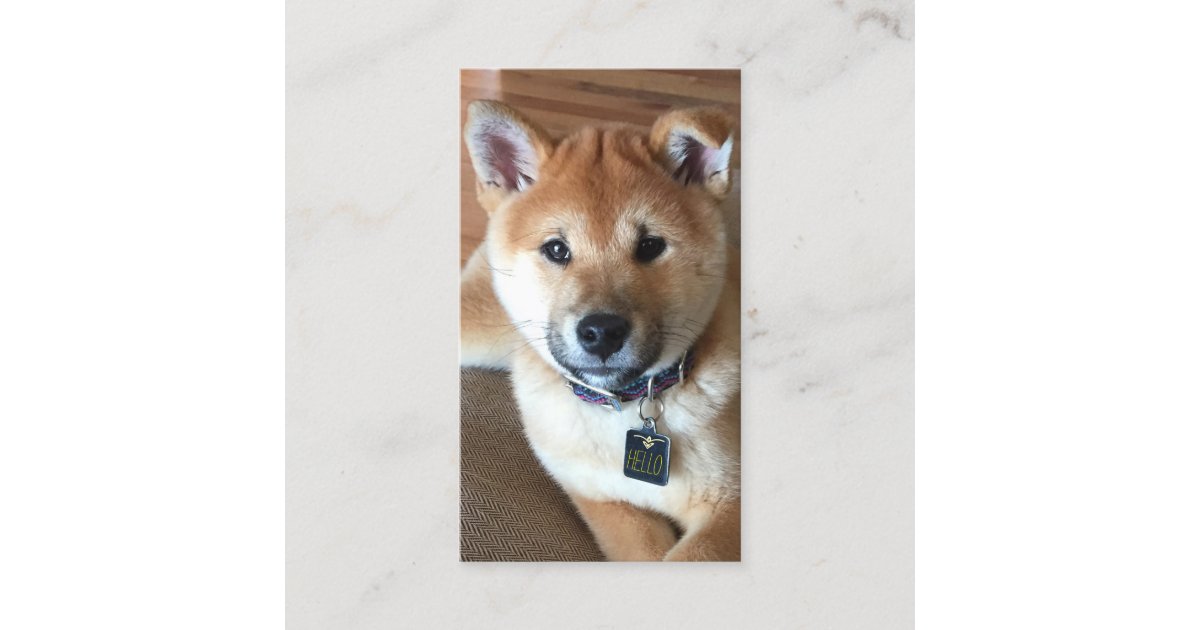 Shiba Inu Puppy