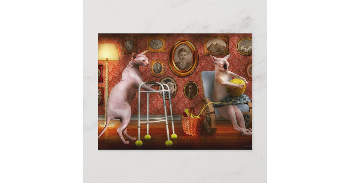 Animal Cat Retirement home for cats Postcard Zazzle