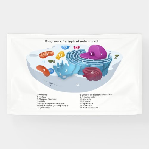 Animal Cell Diagram labeled Banner
