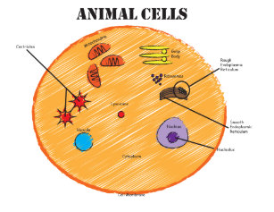 Animal Cell Diagram Gifts on Zazzle