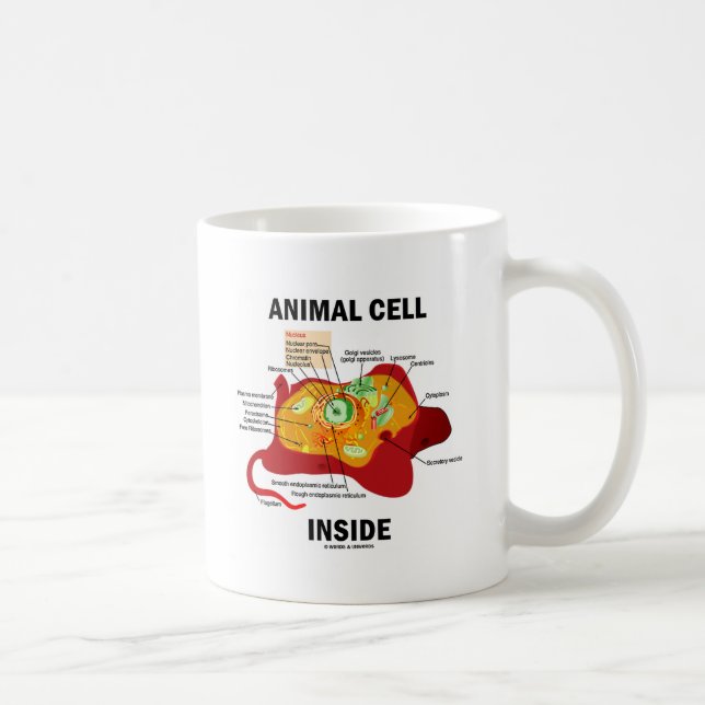 Animal Cell Inside (Eukaryote Cell Biology) Coffee Mug (Right)