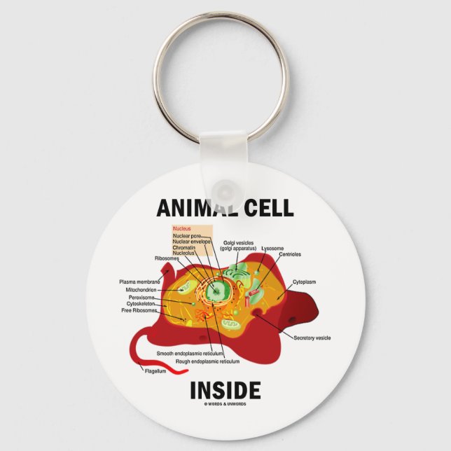 Animal Cell Inside (Eukaryote Cell Biology) Keychain (Front)